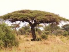 Vachellia tortilis Umbrella Thorn